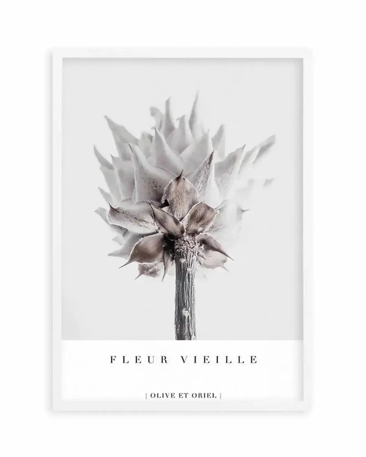 Fleur Vieille | King Protea Art Print from Olive et Oriel where you can shop wallpaper and artworks online