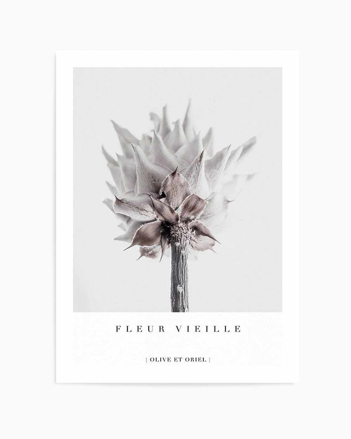 Fleur Vieille | King Protea Art Print