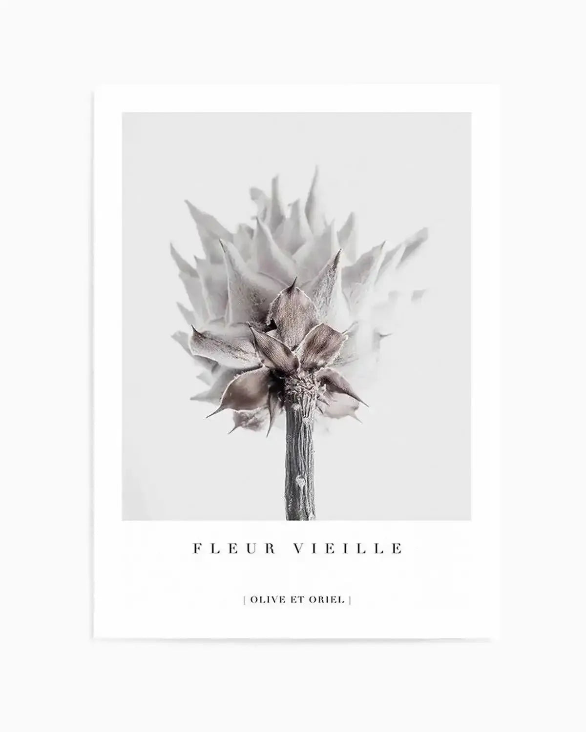 Fleur Vieille | King Protea Art Print from Olive et Oriel where you can shop wallpaper and artworks online