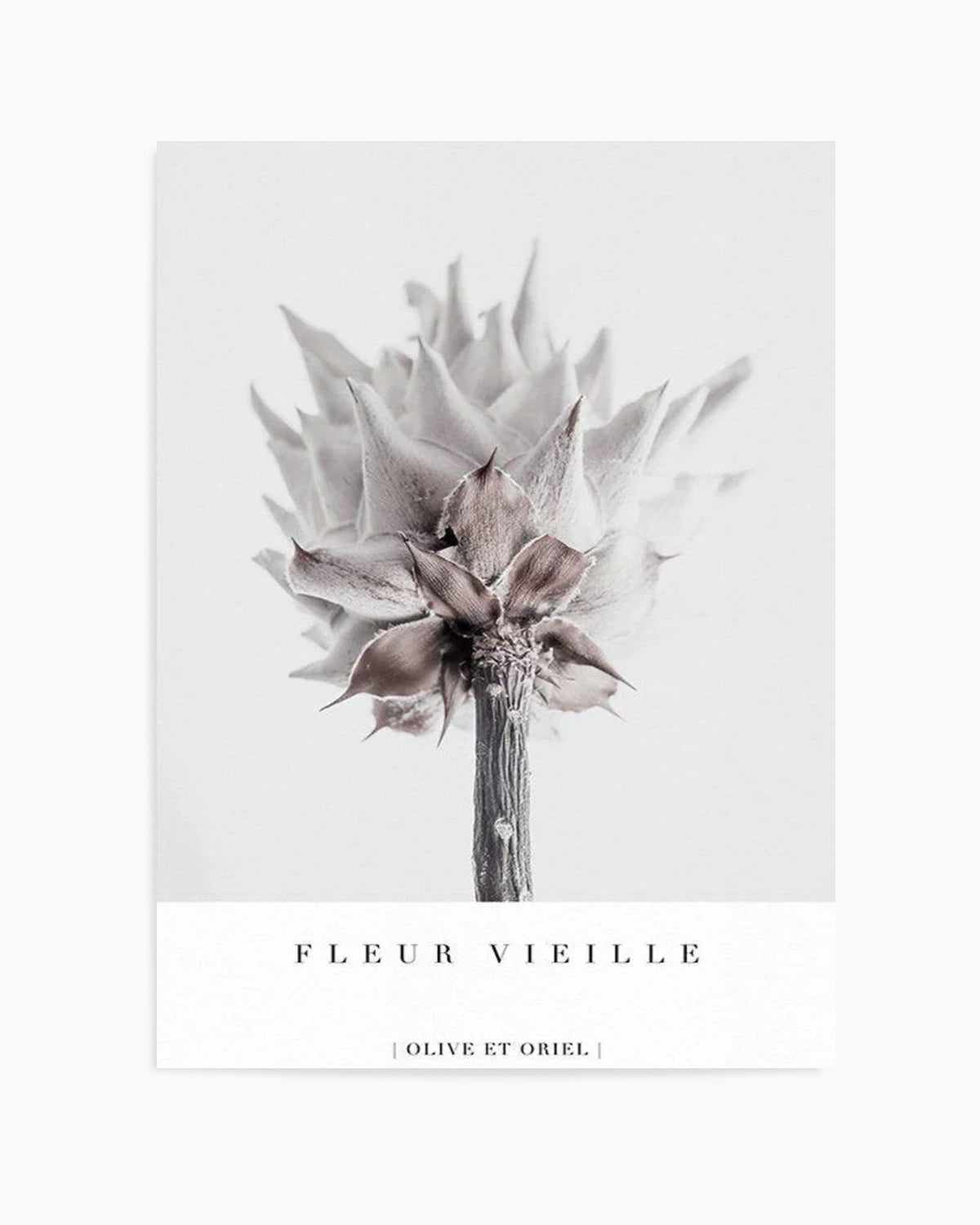 Fleur Vieille | King Protea Art Print