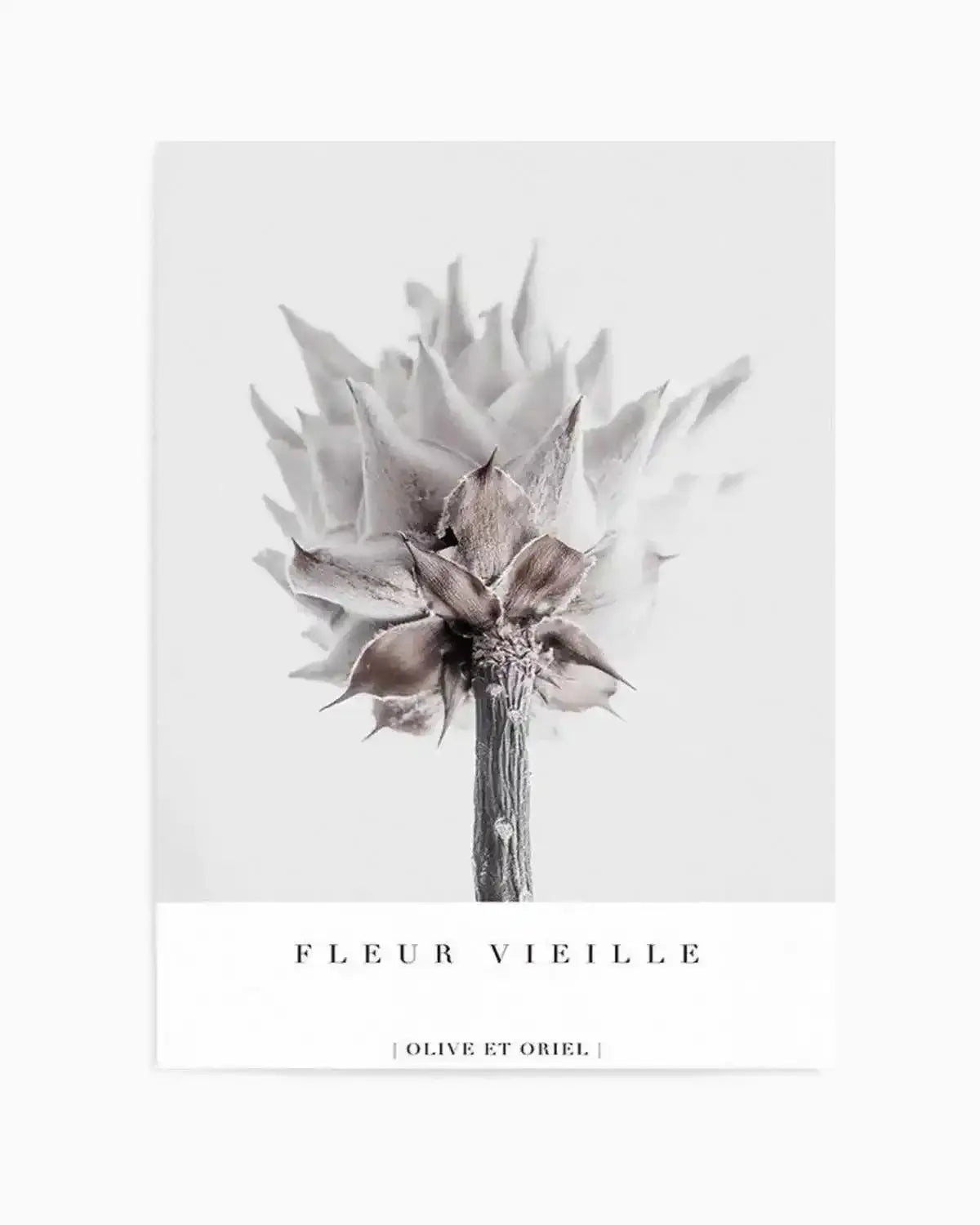 Fleur Vieille | King Protea Art Print from Olive et Oriel where you can shop wallpaper and artworks online