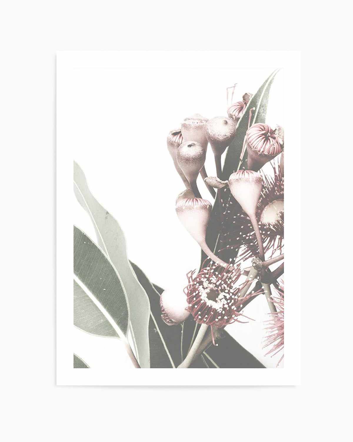 Flowering Gum I Art Print