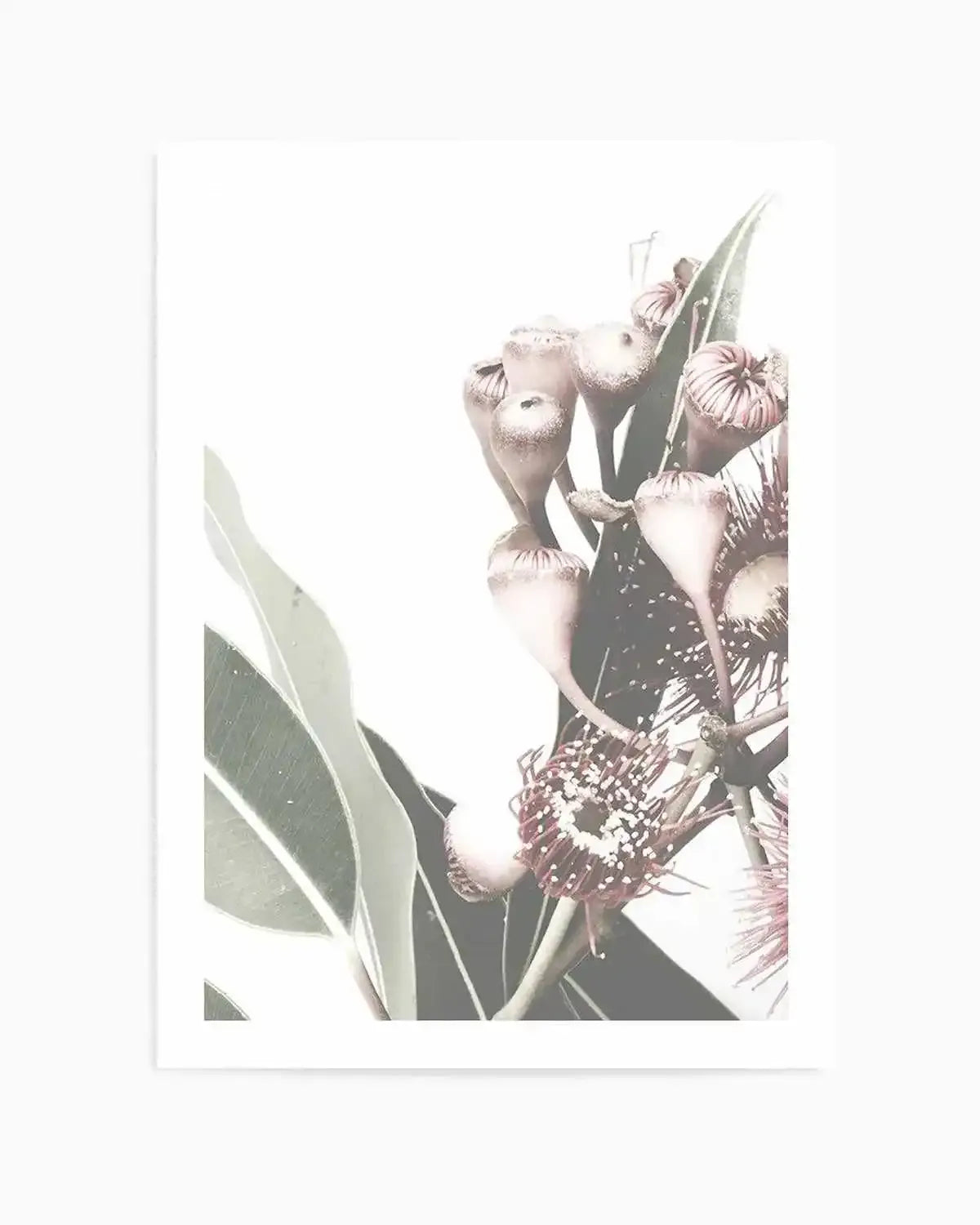 Flowering Gum I Art Print from Olive et Oriel where you can shop wallpaper and artworks online