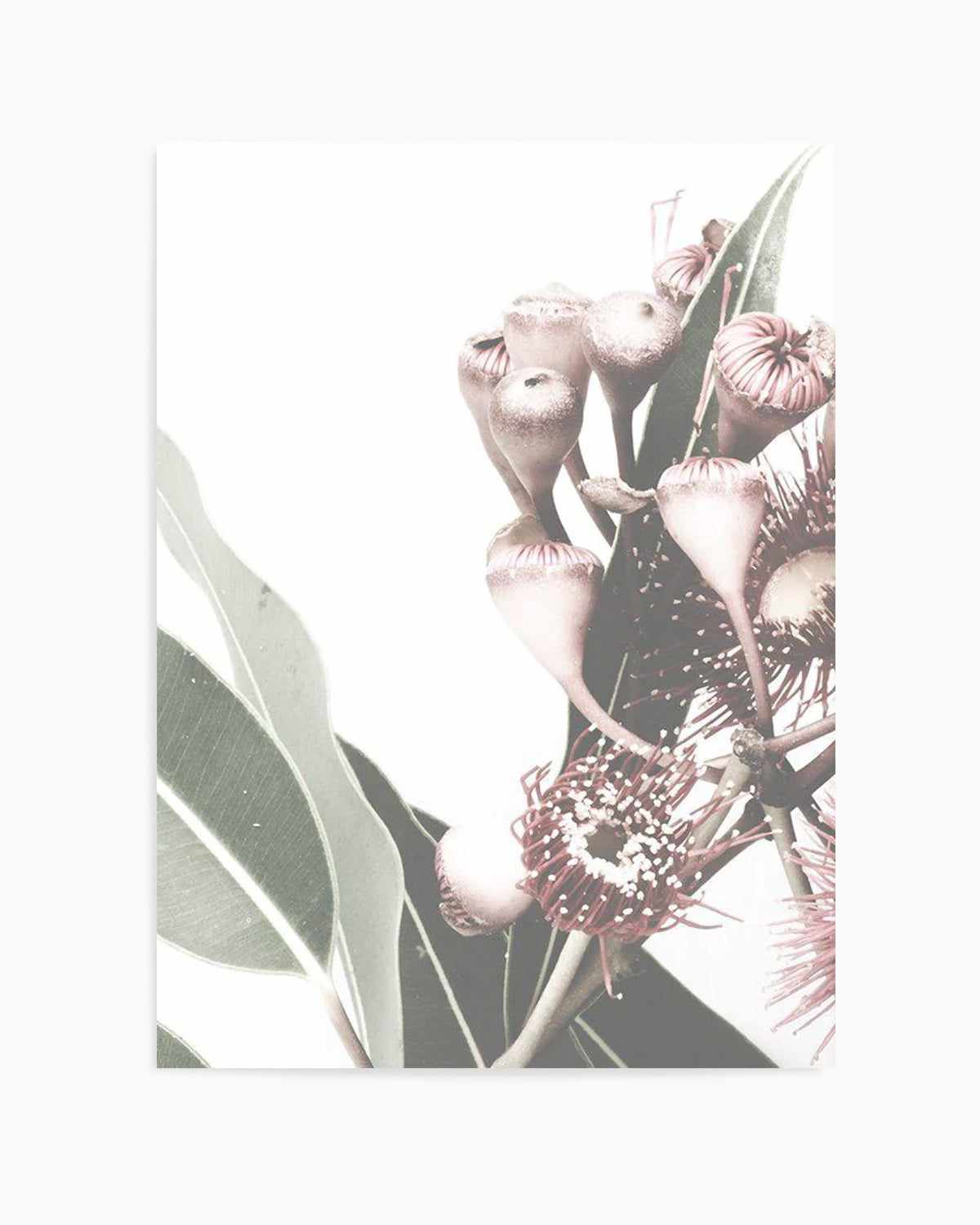 Flowering Gum I Art Print