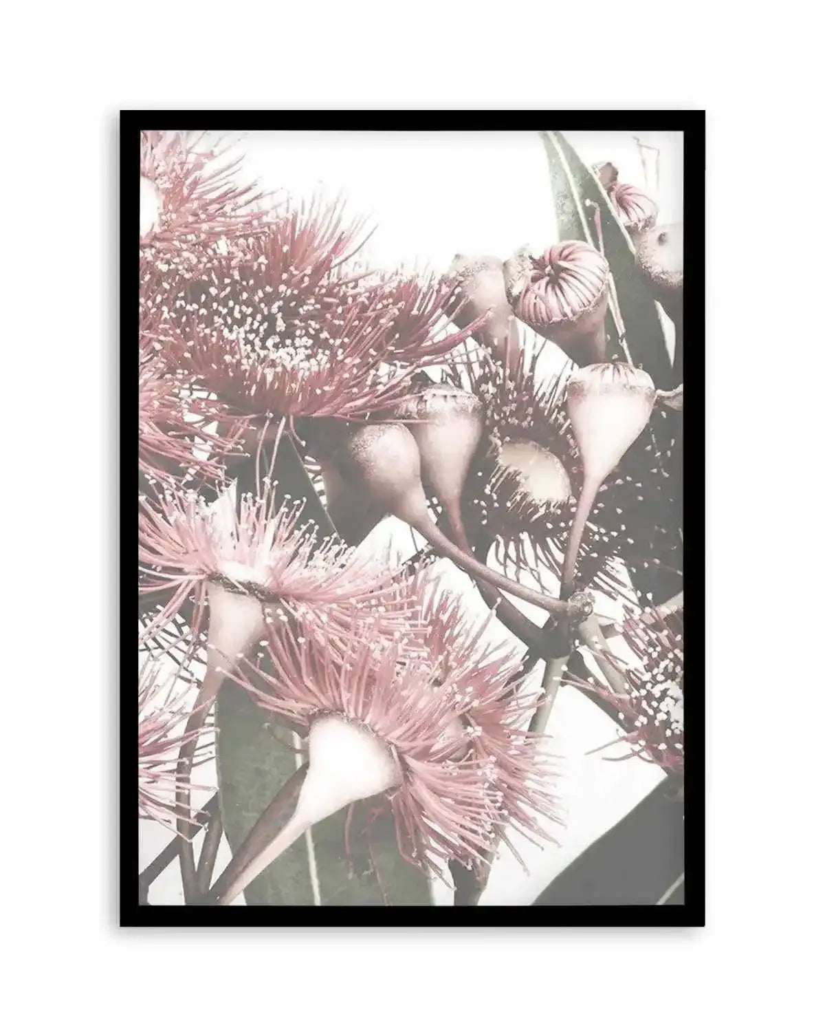 Flowering Gum II Art Print from Olive et Oriel where you can shop wallpaper and artworks online