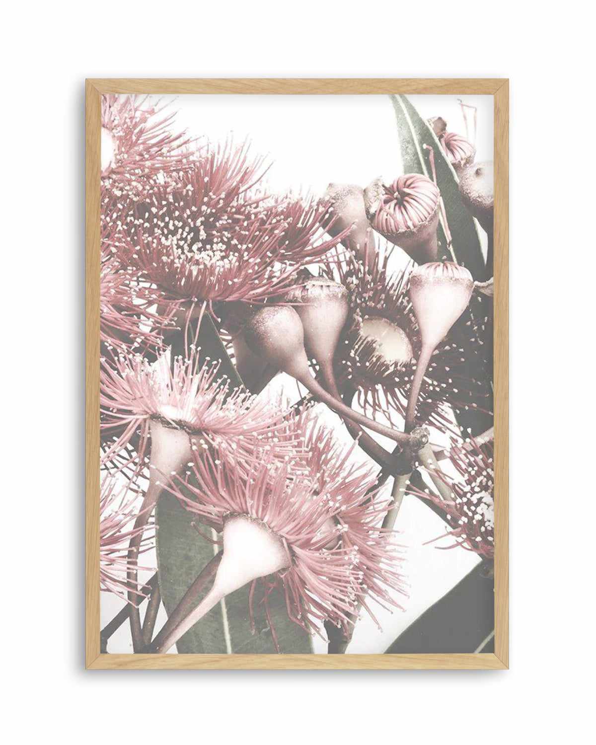 Flowering Gum II Art Print