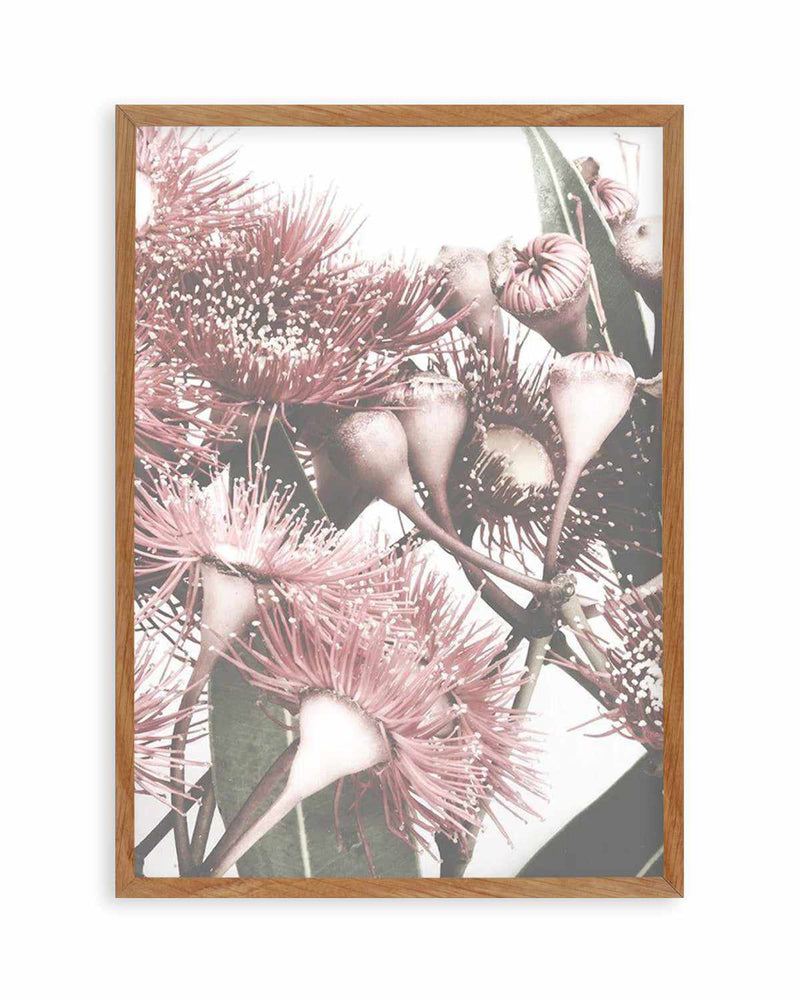 Flowering Gum II Art Print