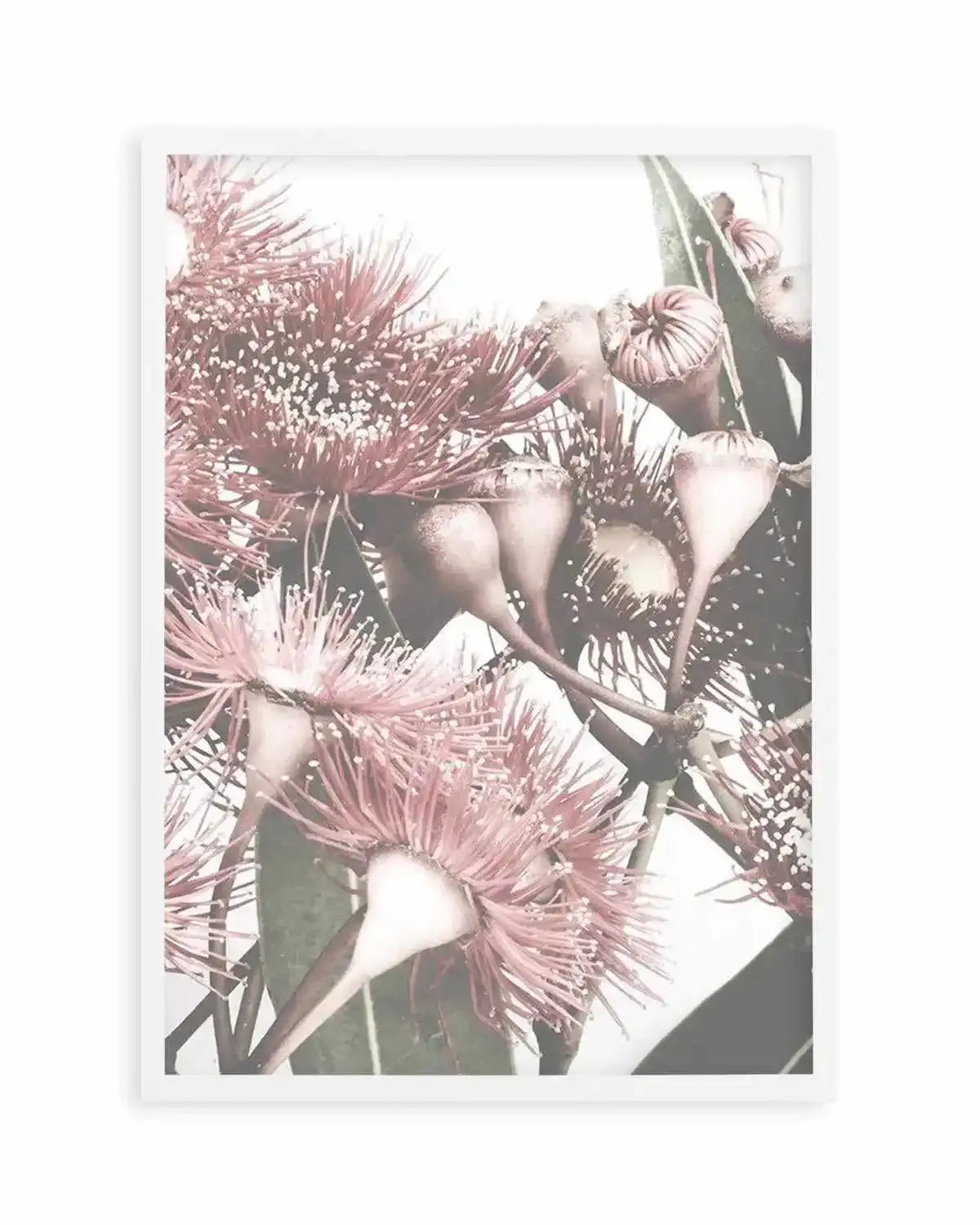 Flowering Gum II Art Print from Olive et Oriel where you can shop wallpaper and artworks online
