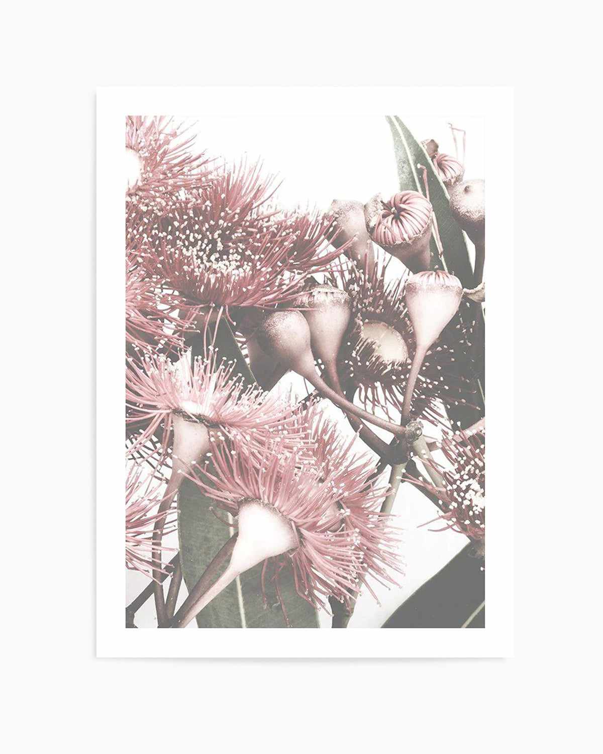 Flowering Gum II Art Print