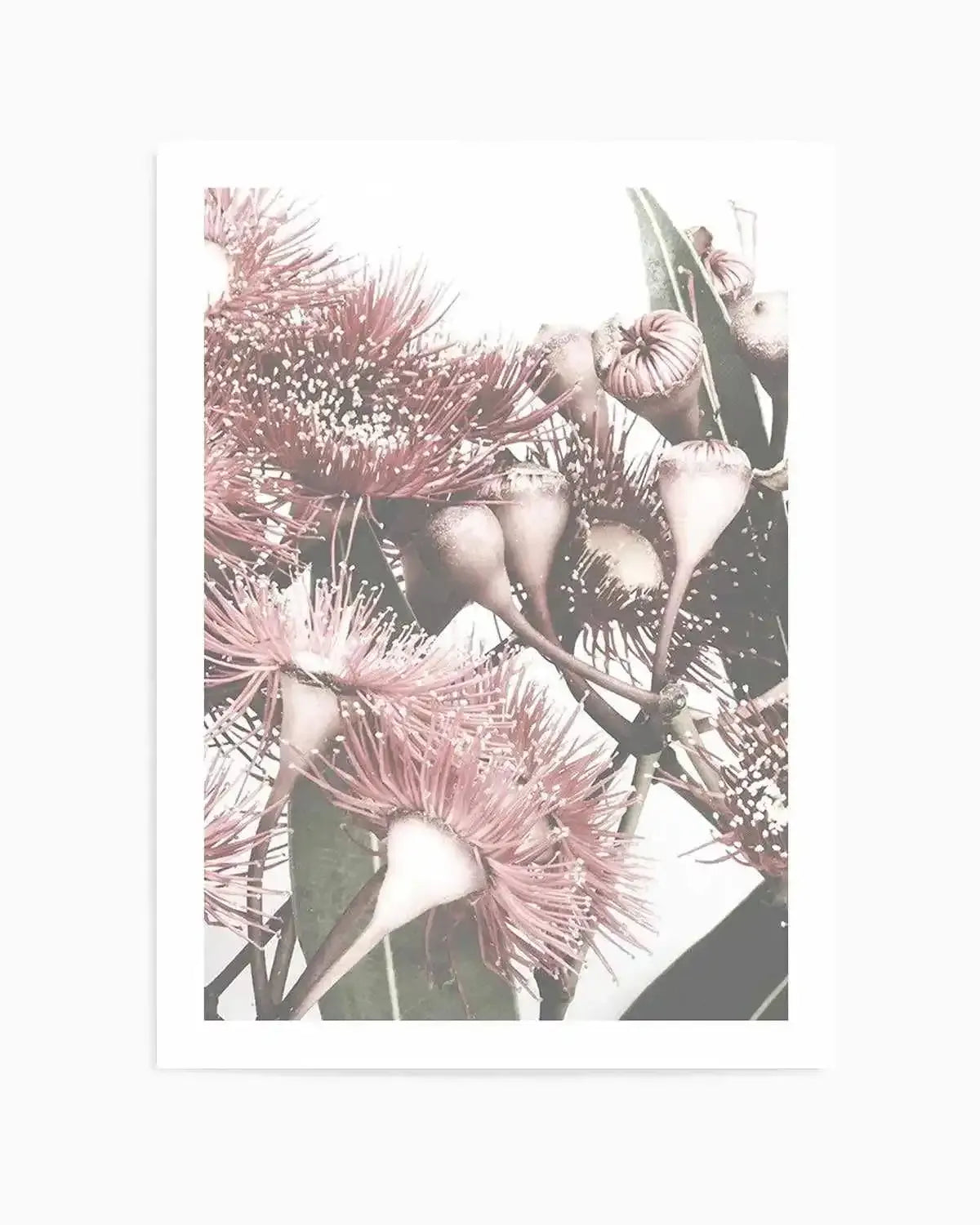 Flowering Gum II Art Print from Olive et Oriel where you can shop wallpaper and artworks online