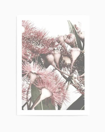 Premium flowering-gum-no-ii from Olive et Oriel