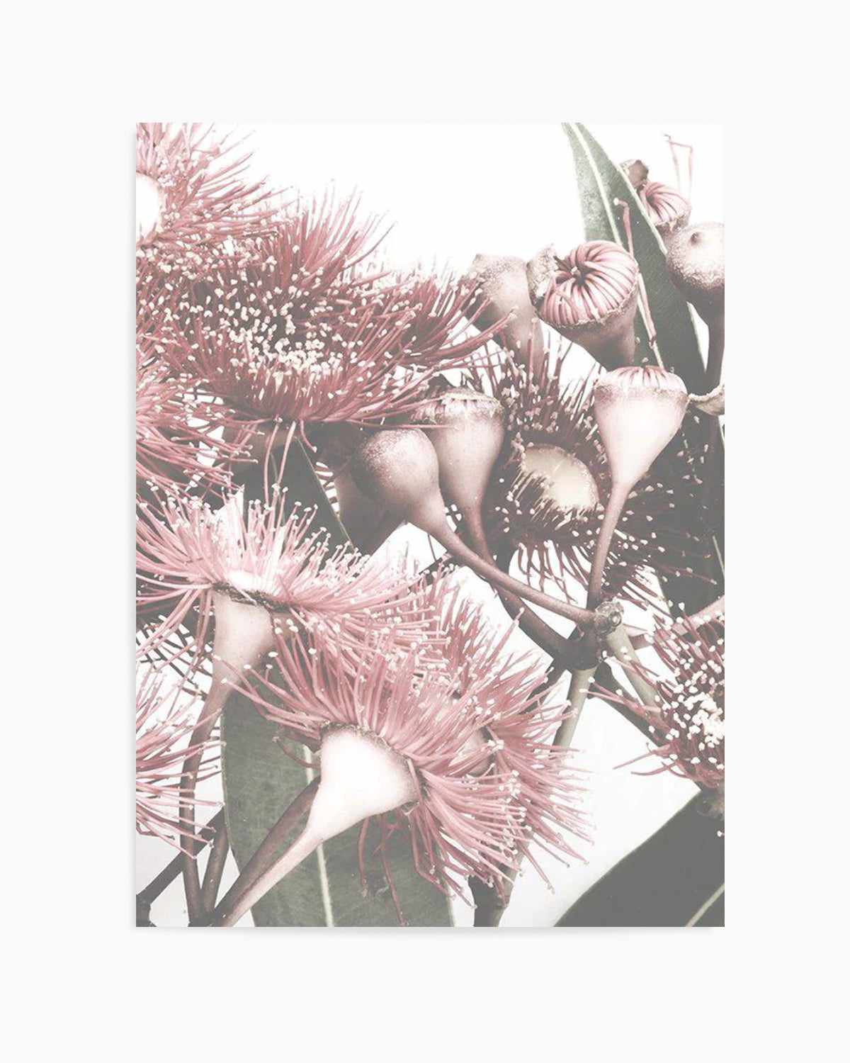 Flowering Gum II Art Print