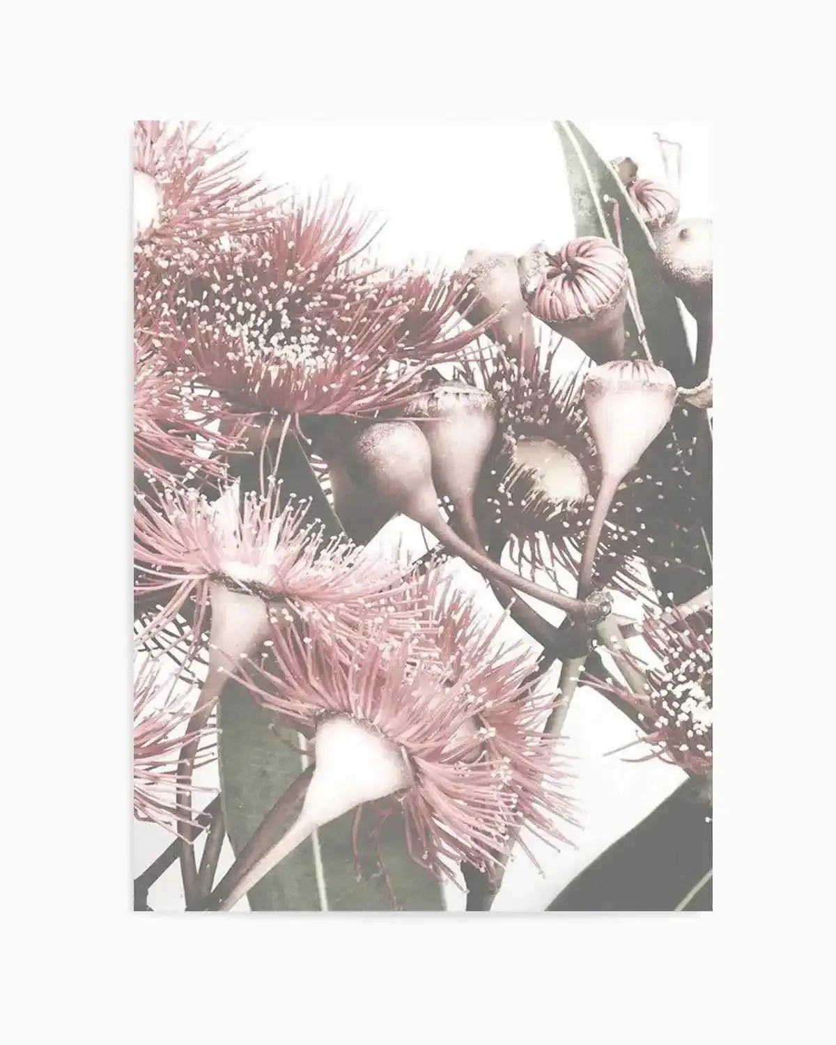 Flowering Gum II Art Print from Olive et Oriel where you can shop wallpaper and artworks online