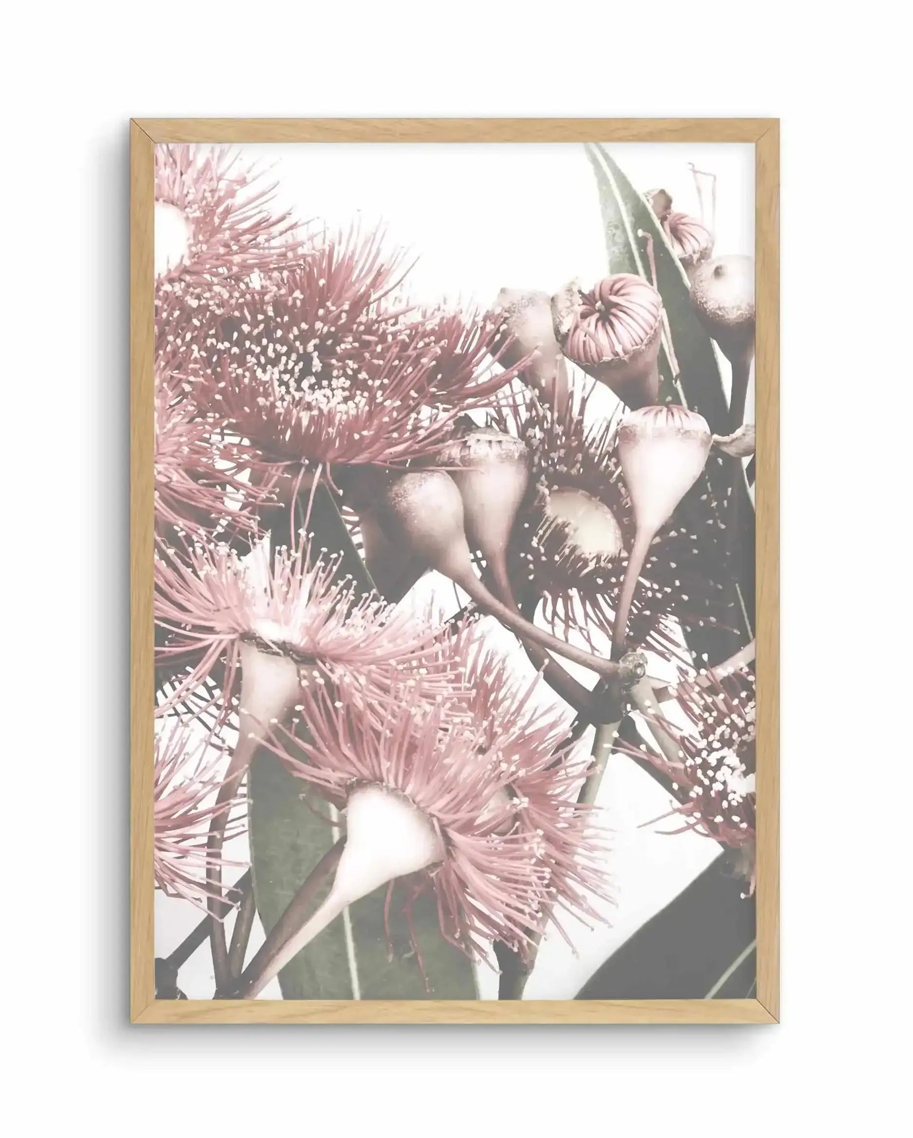 Flowering Gum II Art Print-PRINT-Olive et Oriel-Olive et Oriel-A4 | 8.3" x 11.7" | 21 x 29.7cm-Oak-With White Border-Buy-Australian-Art-Prints-Online-with-Olive-et-Oriel-Your-Artwork-Specialists-Austrailia-Decorate-With-Coastal-Photo-Wall-Art-Prints-From-Our-Beach-House-Artwork-Collection-Fine-Poster-and-Framed-Artwork