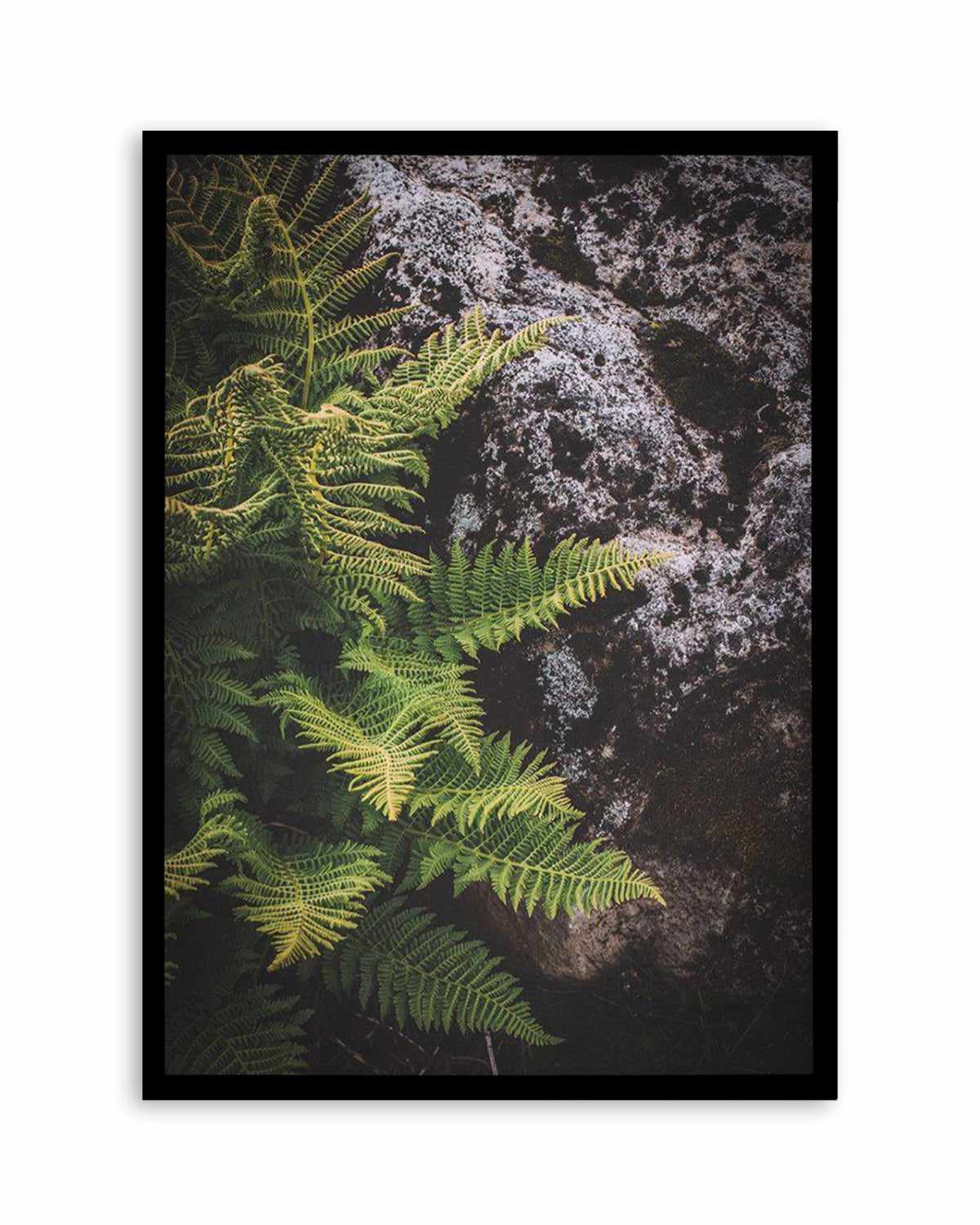 Forest Fern I Art Print