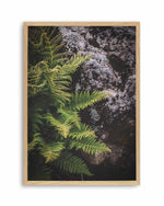 Forest Fern I Art Print