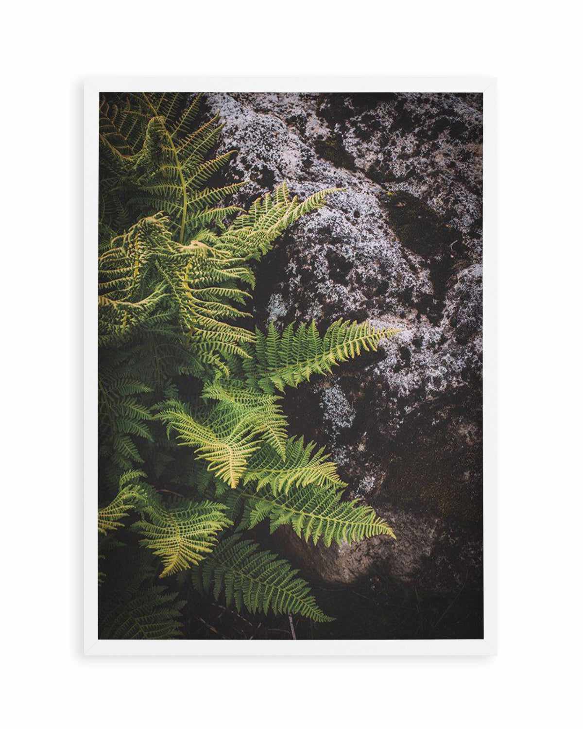 Forest Fern I Art Print