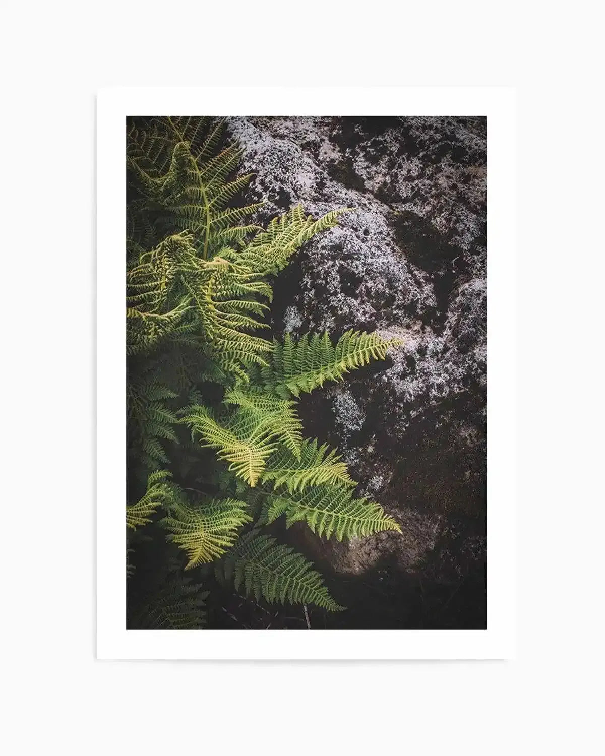Forest Fern I Art Print from Olive et Oriel where you can shop wallpaper and artworks online