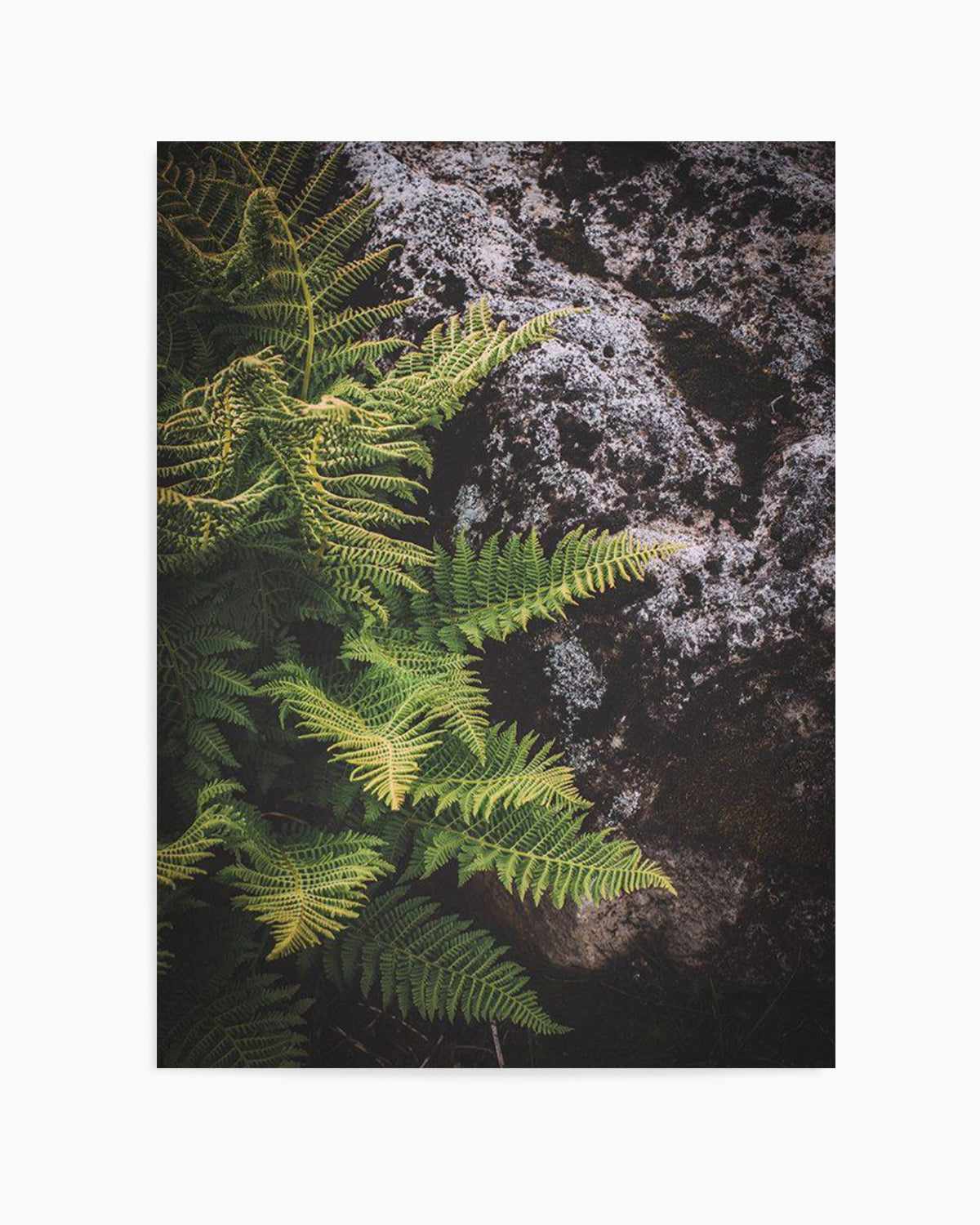 Forest Fern I Art Print