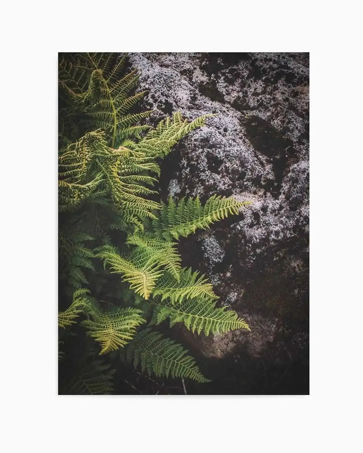 Forest Fern I Art Print from Olive et Oriel where you can shop wallpaper and artworks online