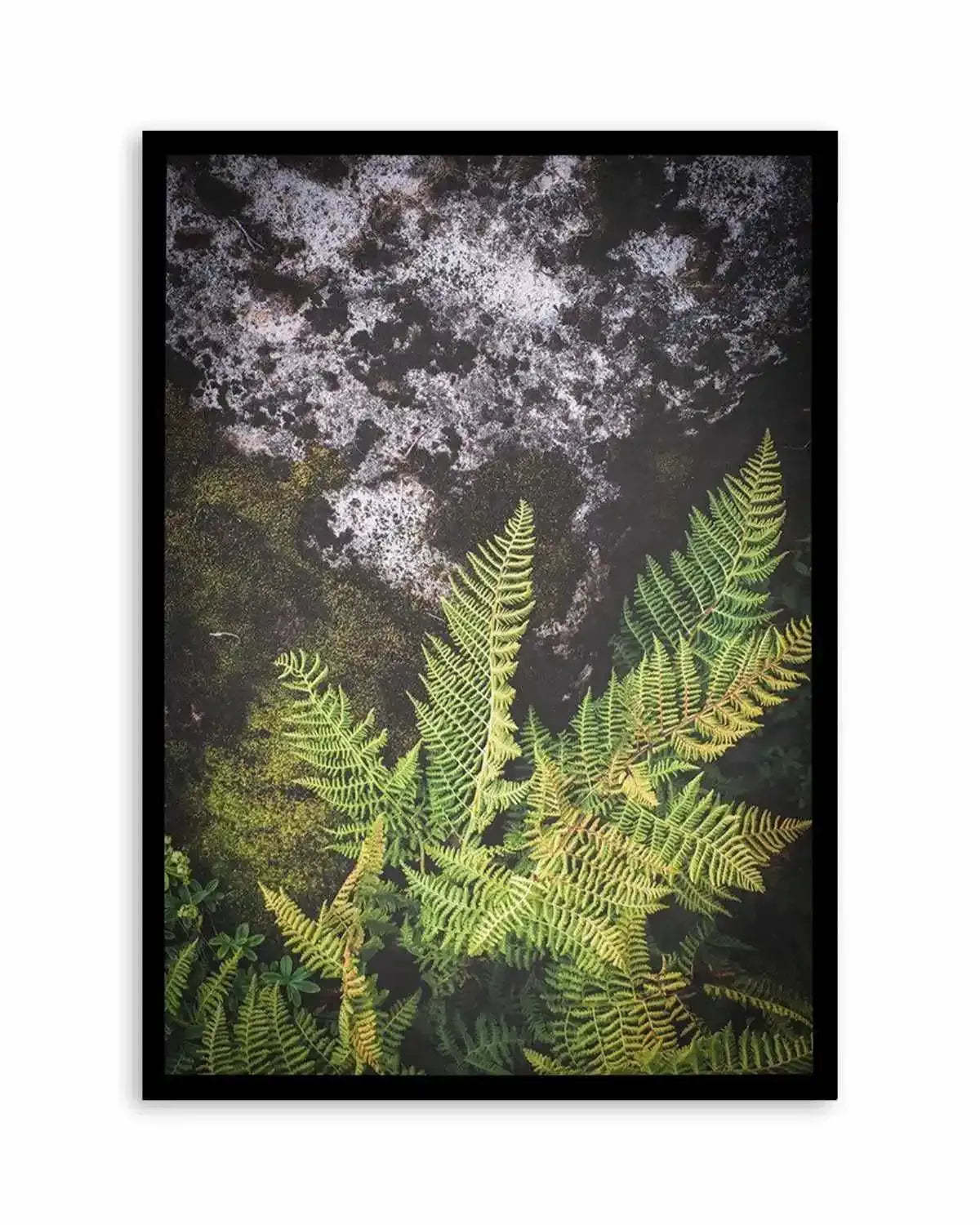 Forest Fern II Art Print from Olive et Oriel where you can shop wallpaper and artworks online