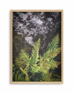 Forest Fern II Art Print