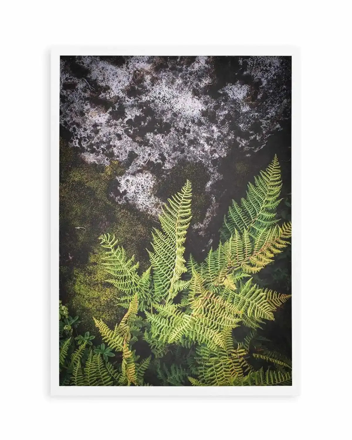 Forest Fern II Art Print from Olive et Oriel where you can shop wallpaper and artworks online