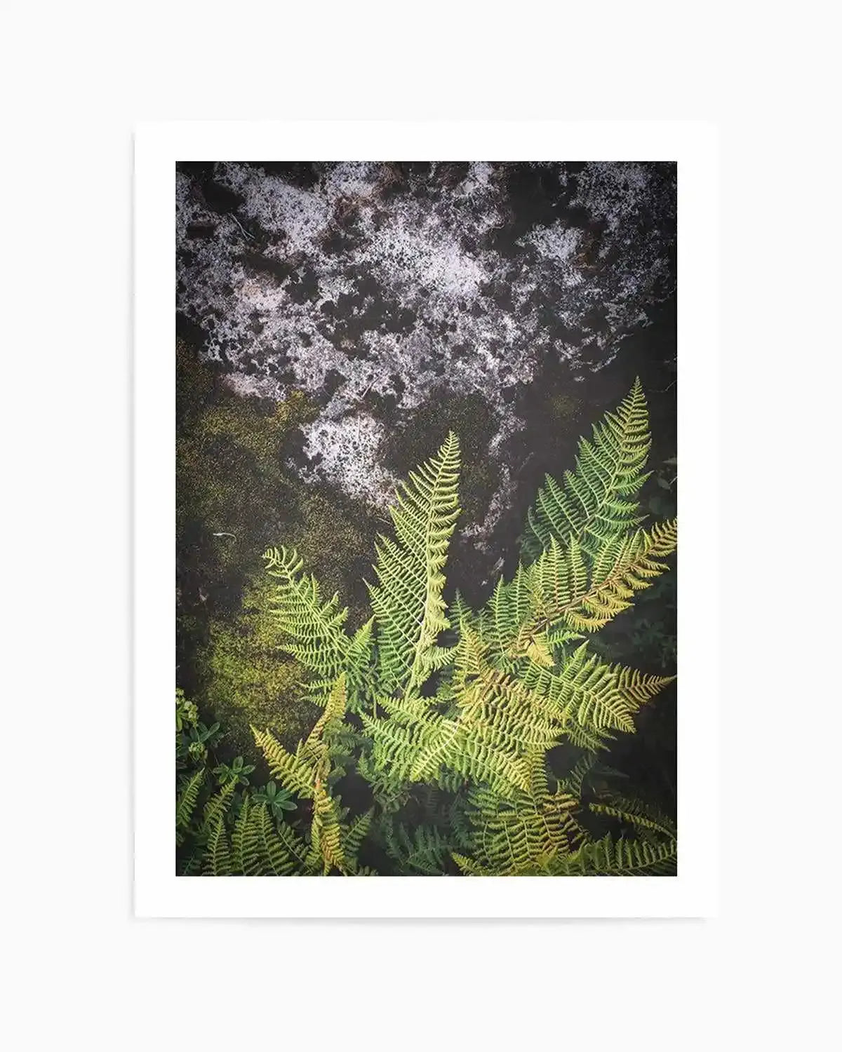 Forest Fern II Art Print from Olive et Oriel where you can shop wallpaper and artworks online