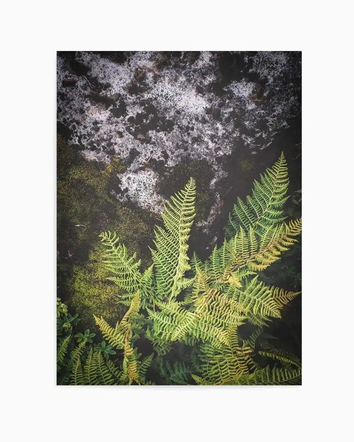 Forest Fern II Art Print from Olive et Oriel where you can shop wallpaper and artworks online
