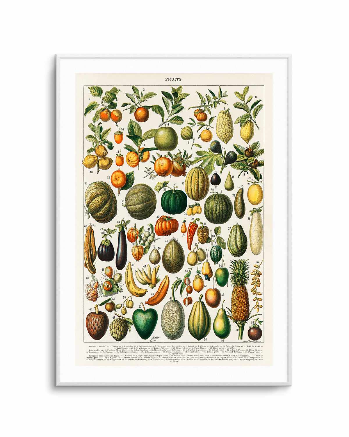 Fruit Chart Vintage Poster Art Print