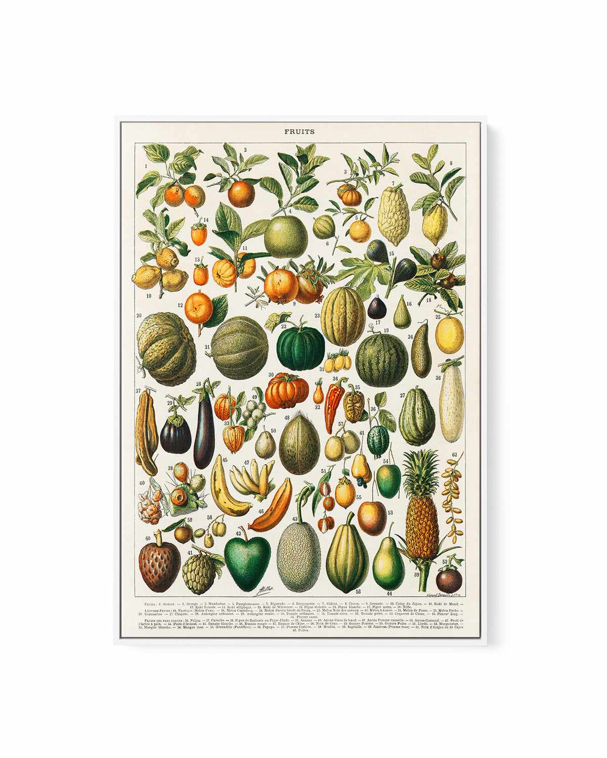 Fruit Chart Vintage Poster | Framed Canvas Art Print