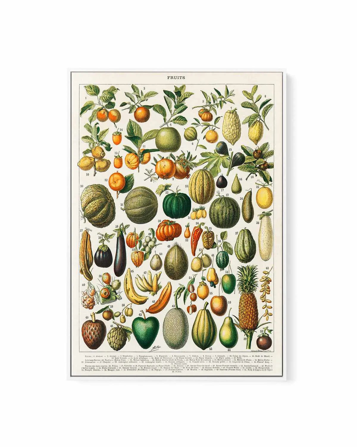 Fruit Chart Vintage Poster | Framed Canvas Art Print from Olive et Oriel where you can shop wallpaper and artworks online