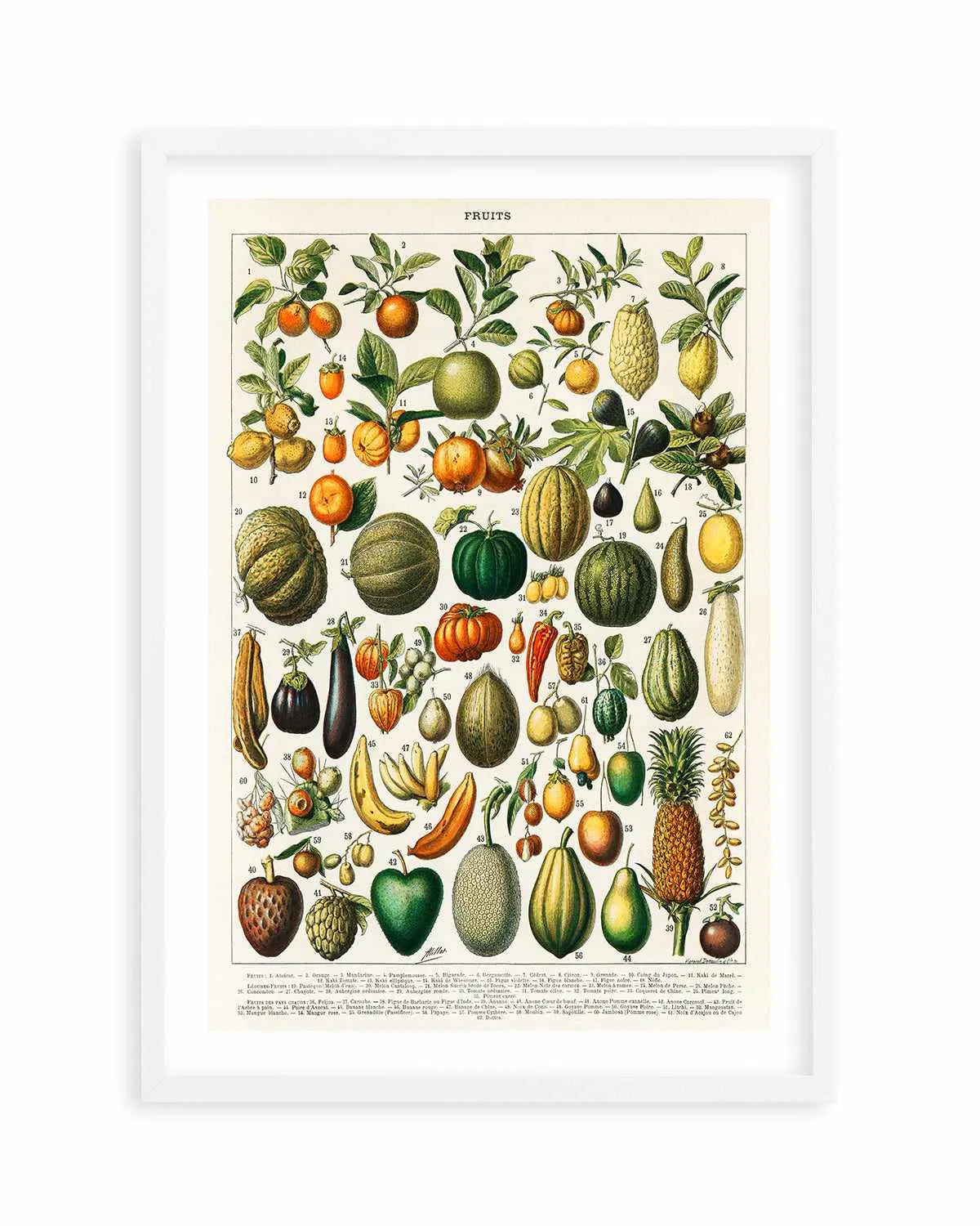 Fruit Chart Vintage Poster Art Print from Olive et Oriel where you can shop wallpaper and artworks online
