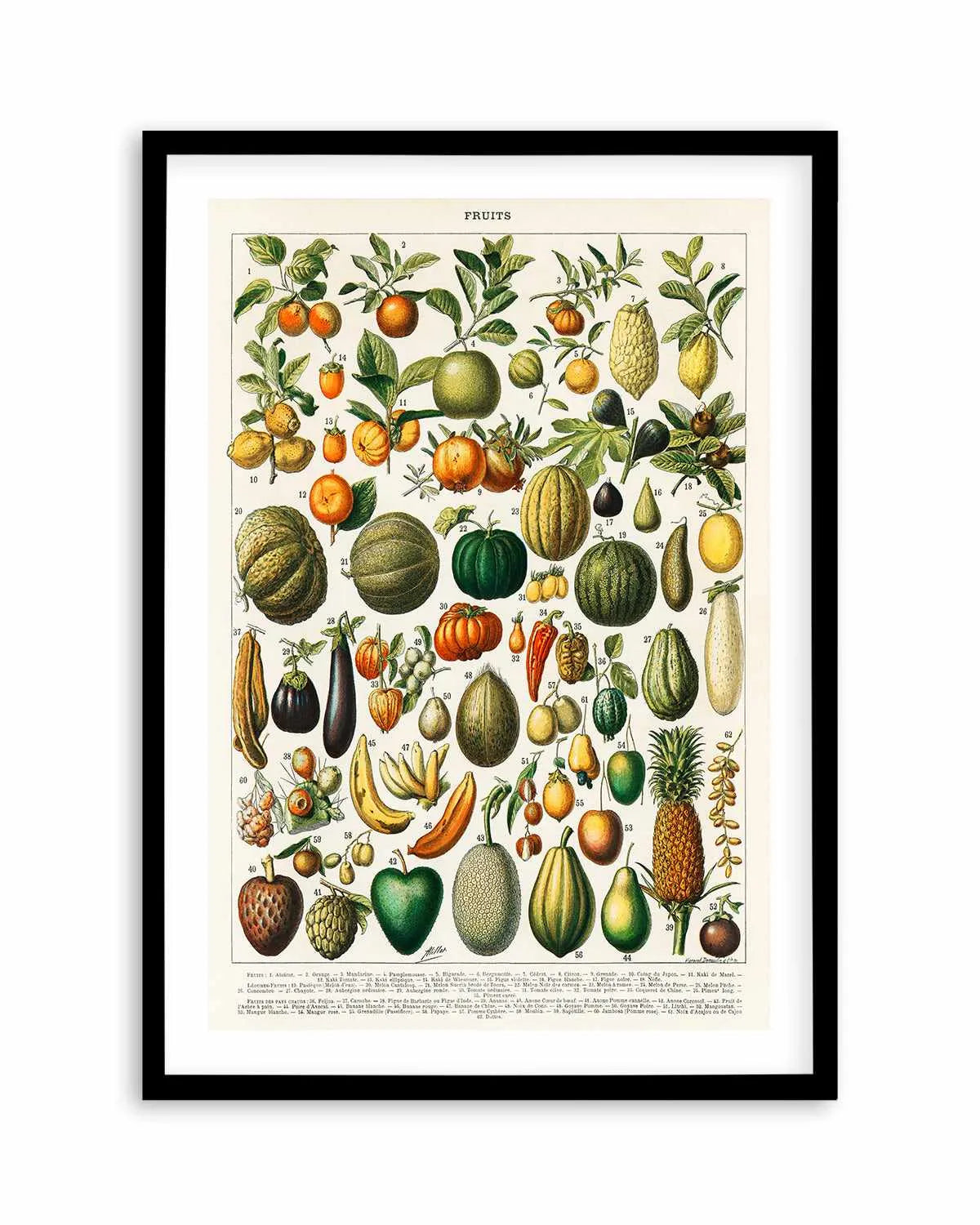 Fruit Chart Vintage Poster Art Print from Olive et Oriel where you can shop wallpaper and artworks online