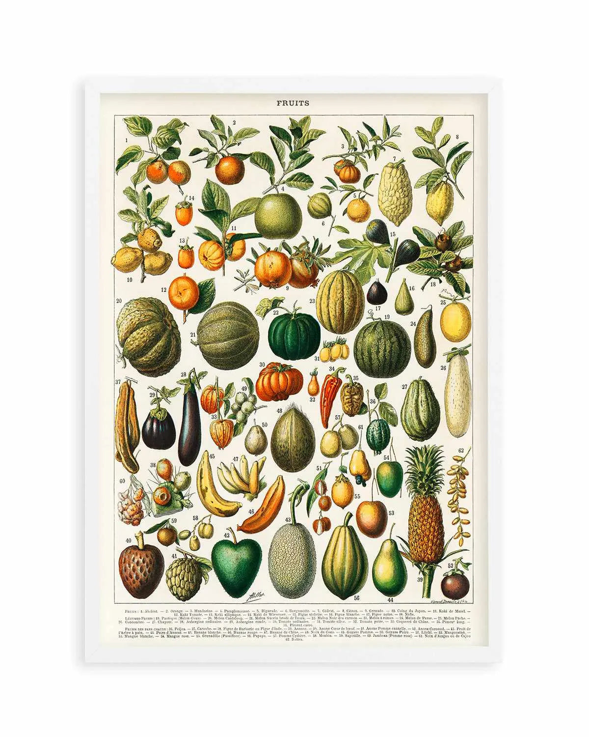 Fruit Chart Vintage Poster Art Print from Olive et Oriel where you can shop wallpaper and artworks online