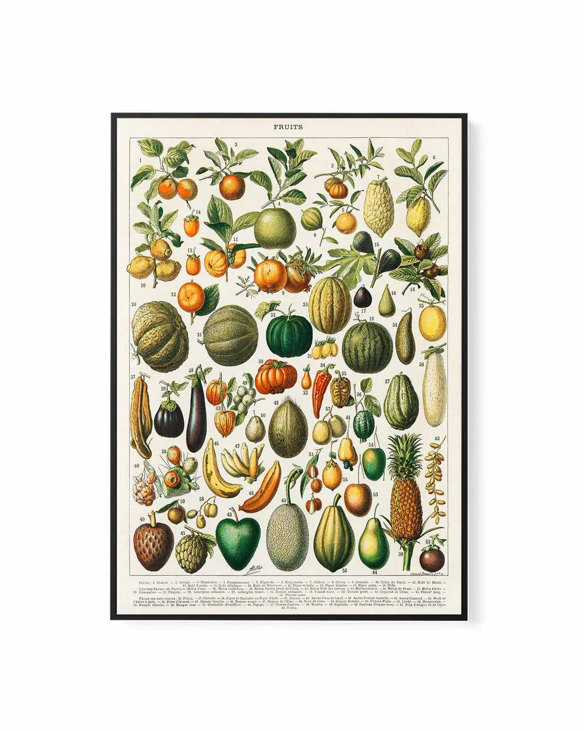 Fruit Chart Vintage Poster | Framed Canvas Art Print from Olive et Oriel where you can shop wallpaper and artworks online