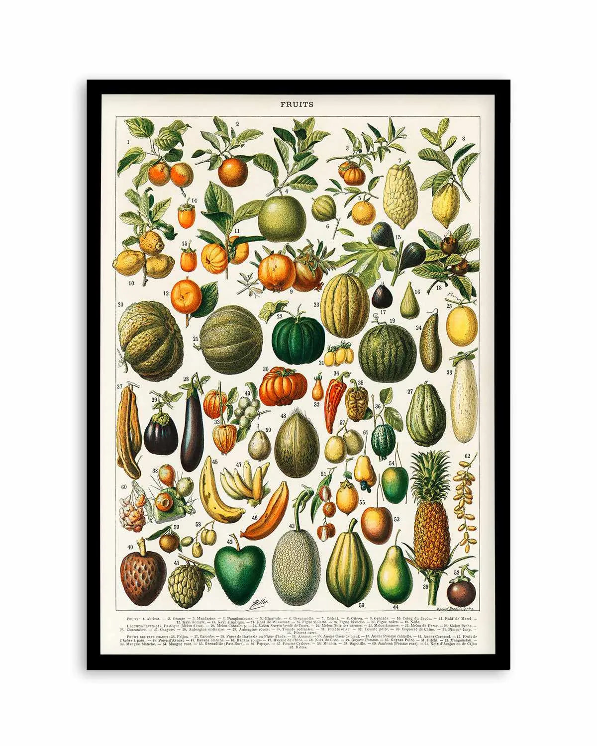 Fruit Chart Vintage Poster Art Print from Olive et Oriel where you can shop wallpaper and artworks online