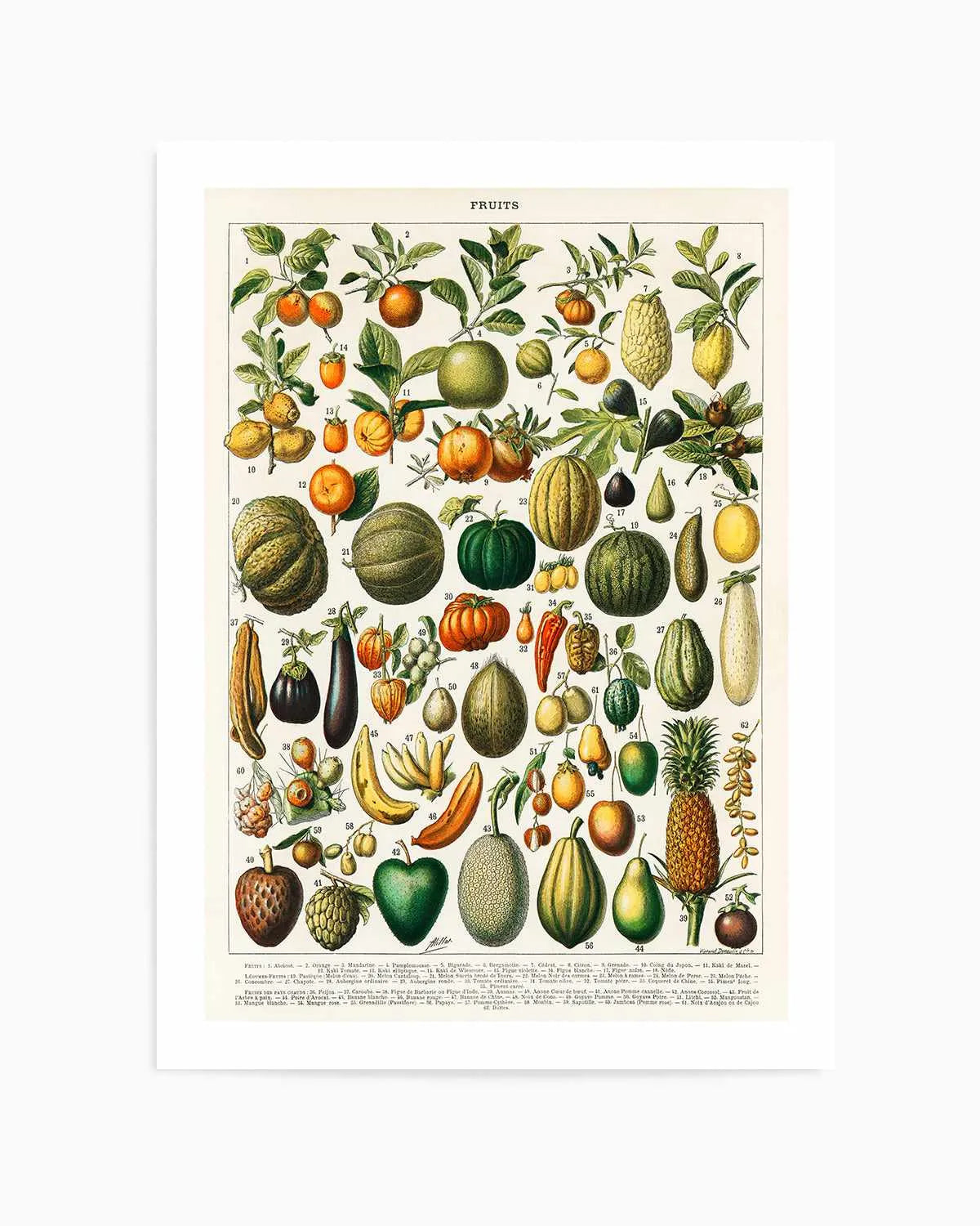 Fruit Chart Vintage Poster Art Print from Olive et Oriel where you can shop wallpaper and artworks online