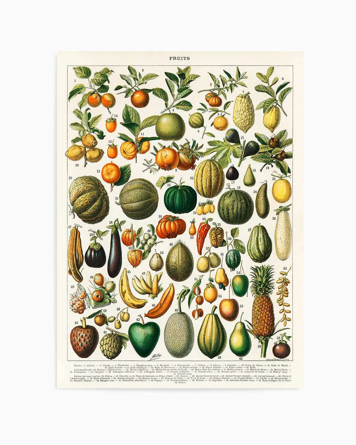 Fruit Chart Vintage Poster Art Print from Olive et Oriel where you can shop wallpaper and artworks online