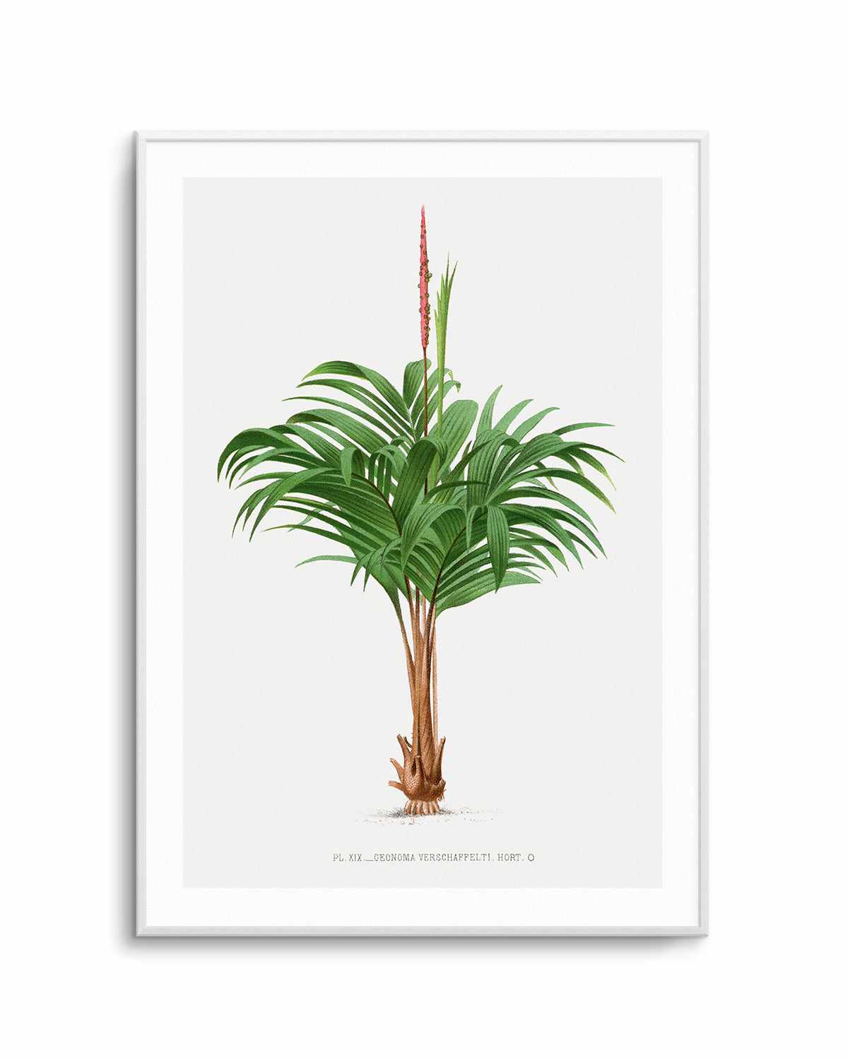 Geonoma Verschaffelti Vintage Palm Poster Art Print