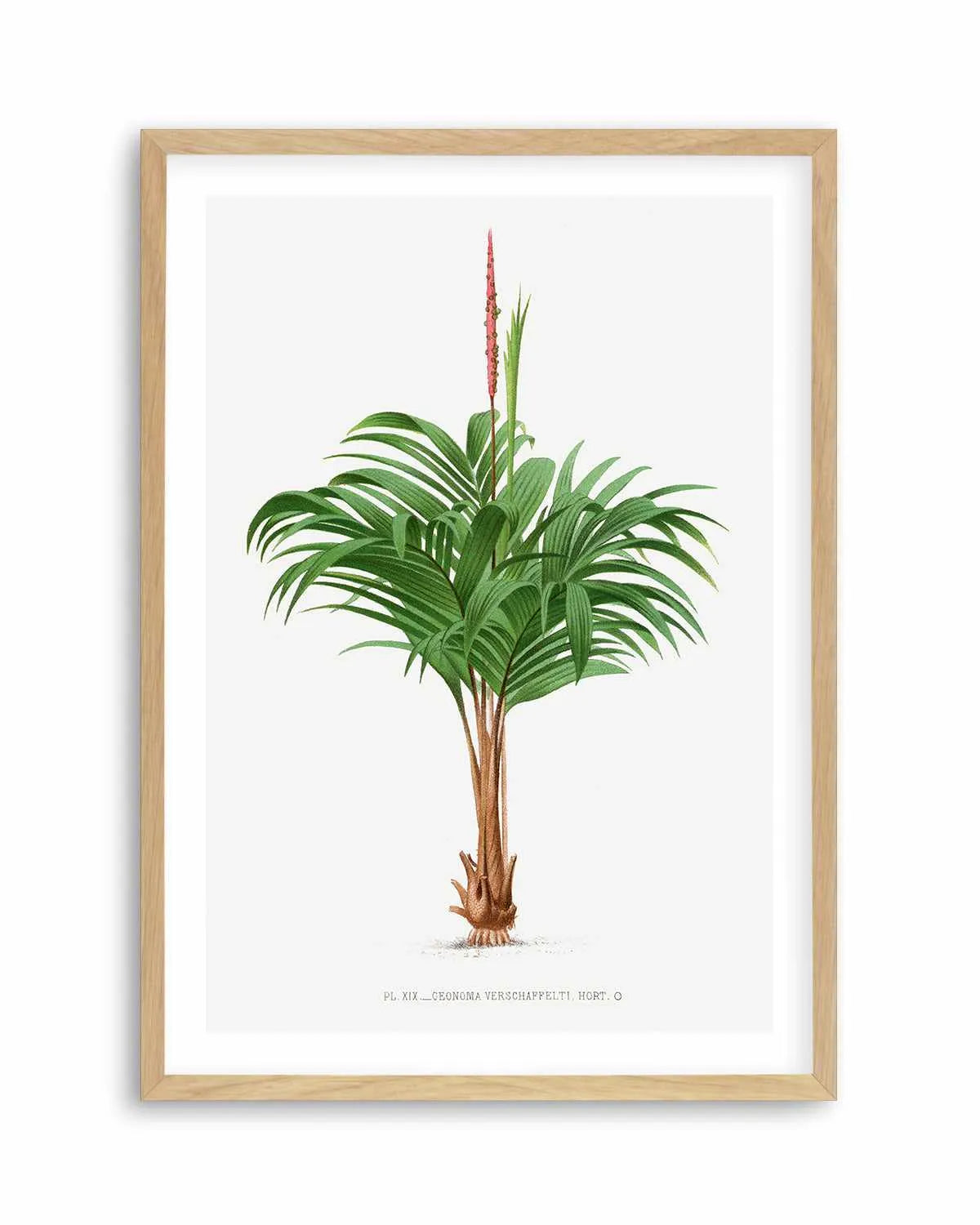 Geonoma Verschaffelti Vintage Palm Poster Art Print from Olive et Oriel where you can shop wallpaper and artworks online