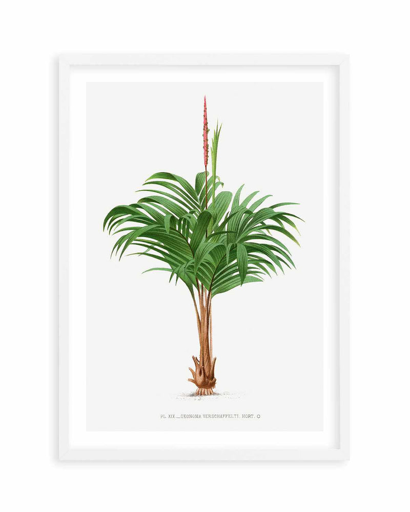 Geonoma Verschaffelti Vintage Palm Poster Art Print