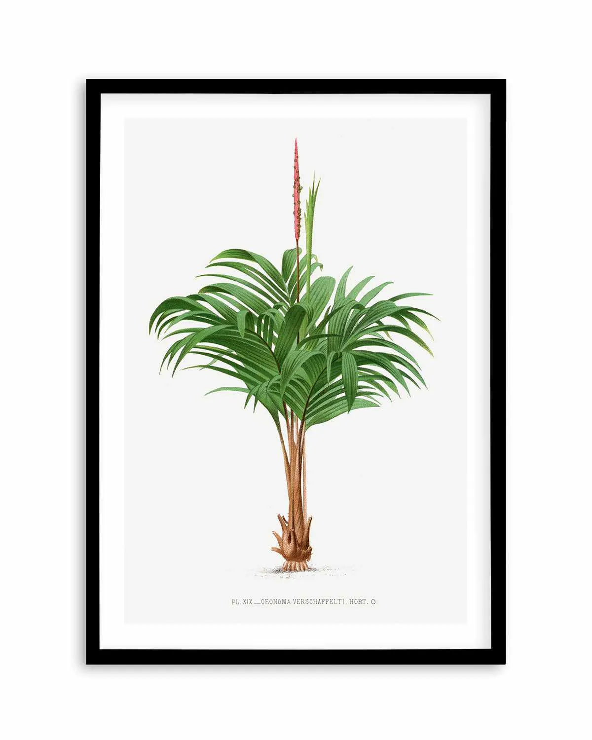 Geonoma Verschaffelti Vintage Palm Poster Art Print from Olive et Oriel where you can shop wallpaper and artworks online