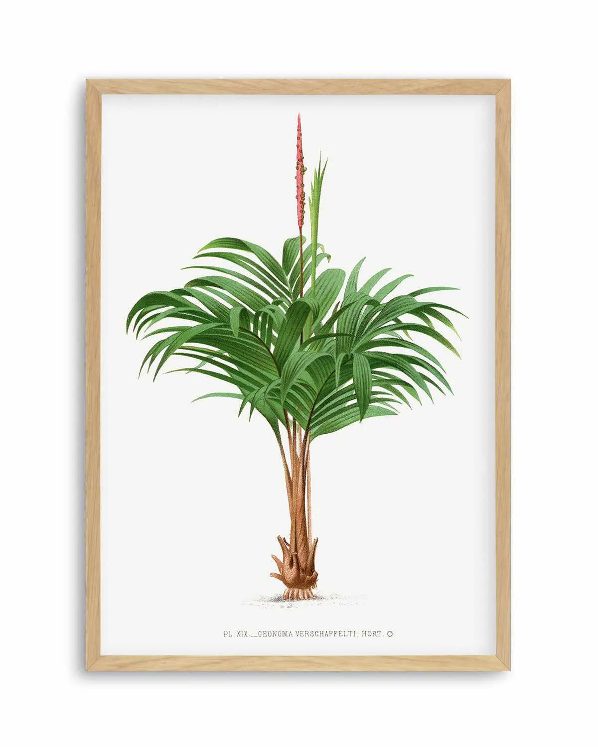 Geonoma Verschaffelti Vintage Palm Poster Art Print from Olive et Oriel where you can shop wallpaper and artworks online