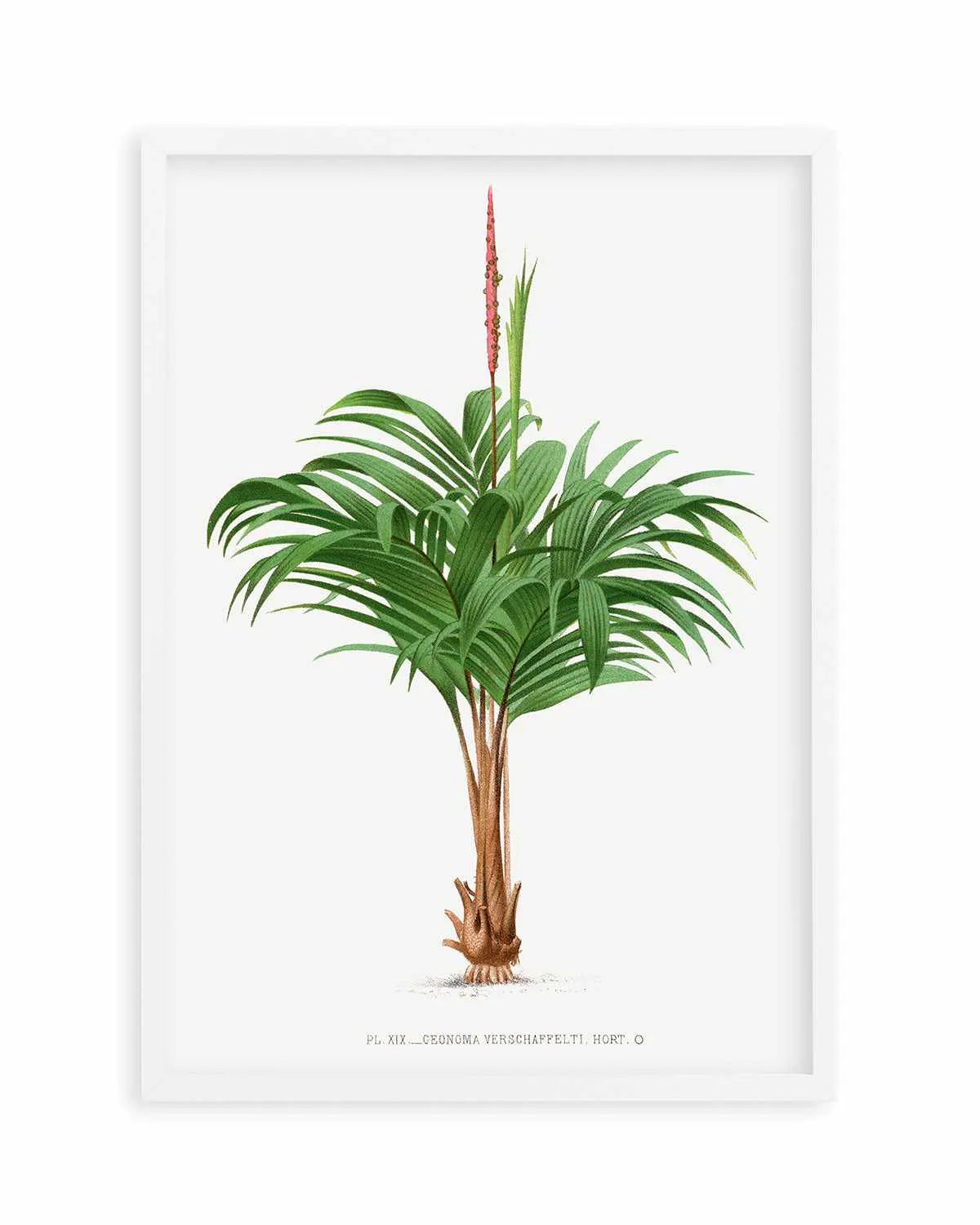 Geonoma Verschaffelti Vintage Palm Poster Art Print from Olive et Oriel where you can shop wallpaper and artworks online
