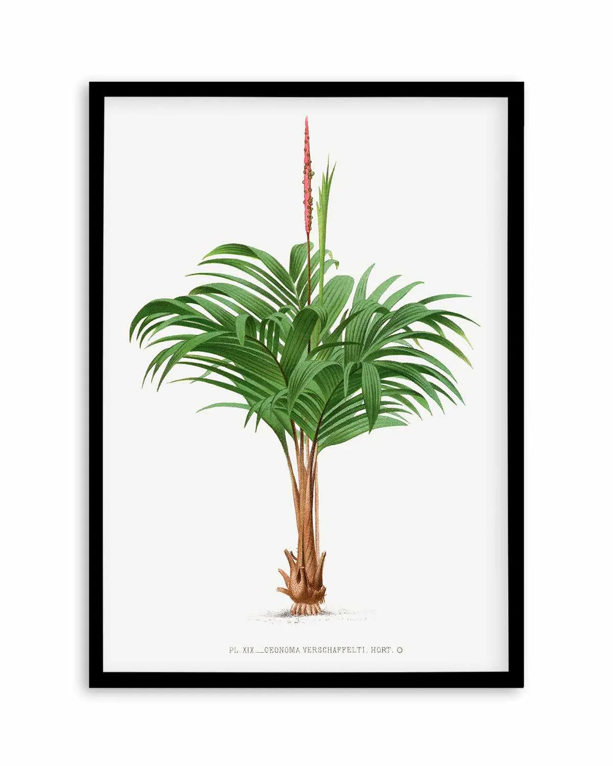 Geonoma Verschaffelti Vintage Palm Poster Art Print from Olive et Oriel where you can shop wallpaper and artworks online