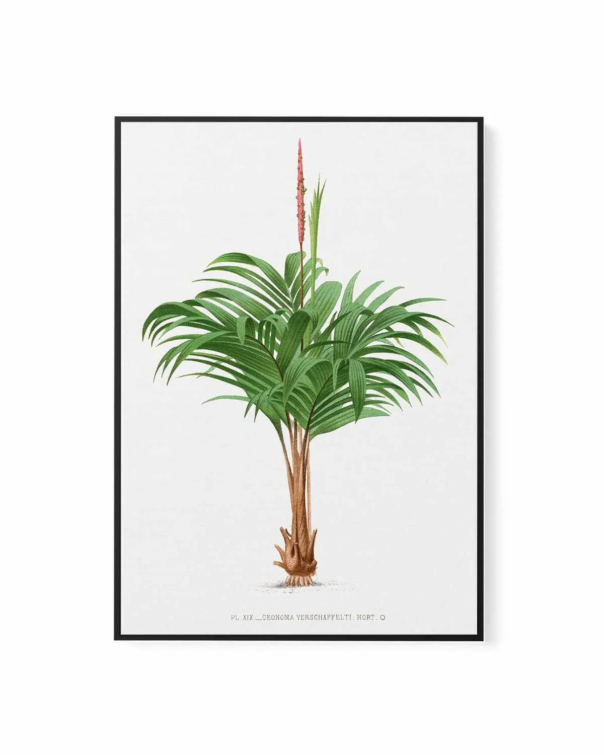 Geonoma Verschaffelti Vintage Palm Poster | Framed Canvas Art Print from Olive et Oriel where you can shop wallpaper and artworks online