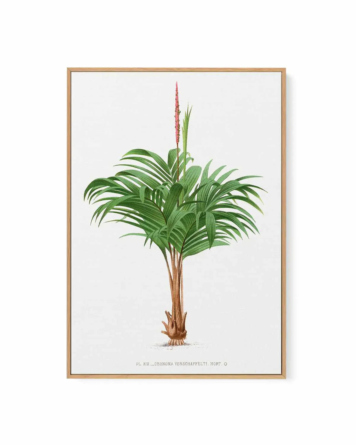Geonoma Verschaffelti Vintage Palm Poster | Framed Canvas Art Print from Olive et Oriel where you can shop wallpaper and artworks online