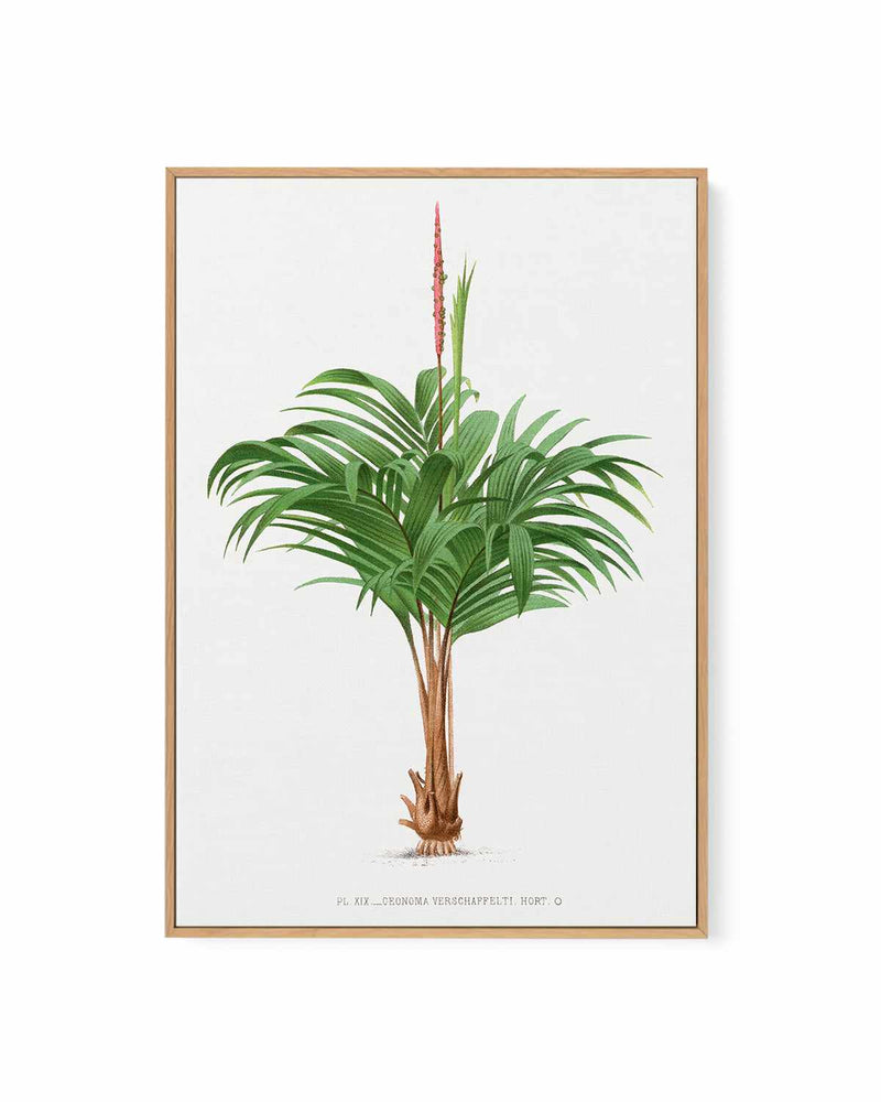 Geonoma Verschaffelti Vintage Palm Poster | Framed Canvas Art Print
