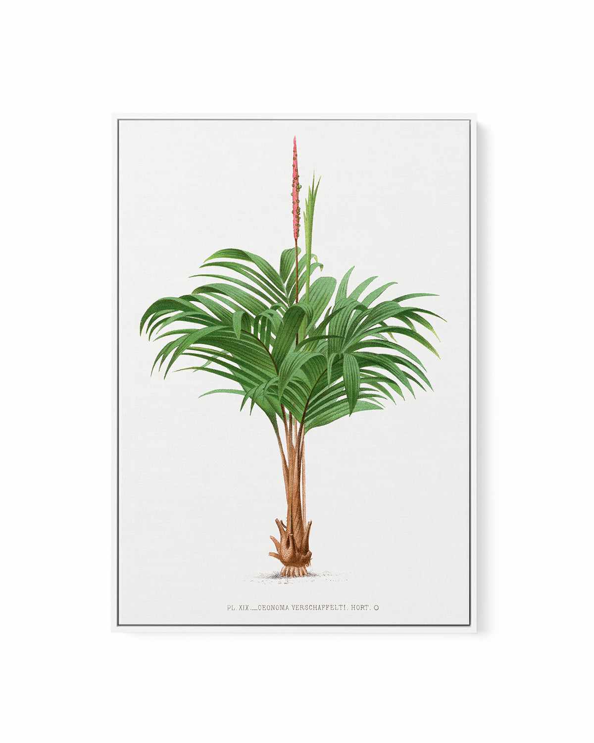 Geonoma Verschaffelti Vintage Palm Poster | Framed Canvas Art Print